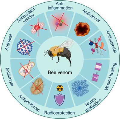 Harnessing the power of bee venom for therapeutic and regenerative medical applications: an updated review